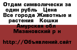 Отдам символически за один рубль › Цена ­ 1 - Все города Животные и растения » Кошки   . Амурская обл.,Мазановский р-н